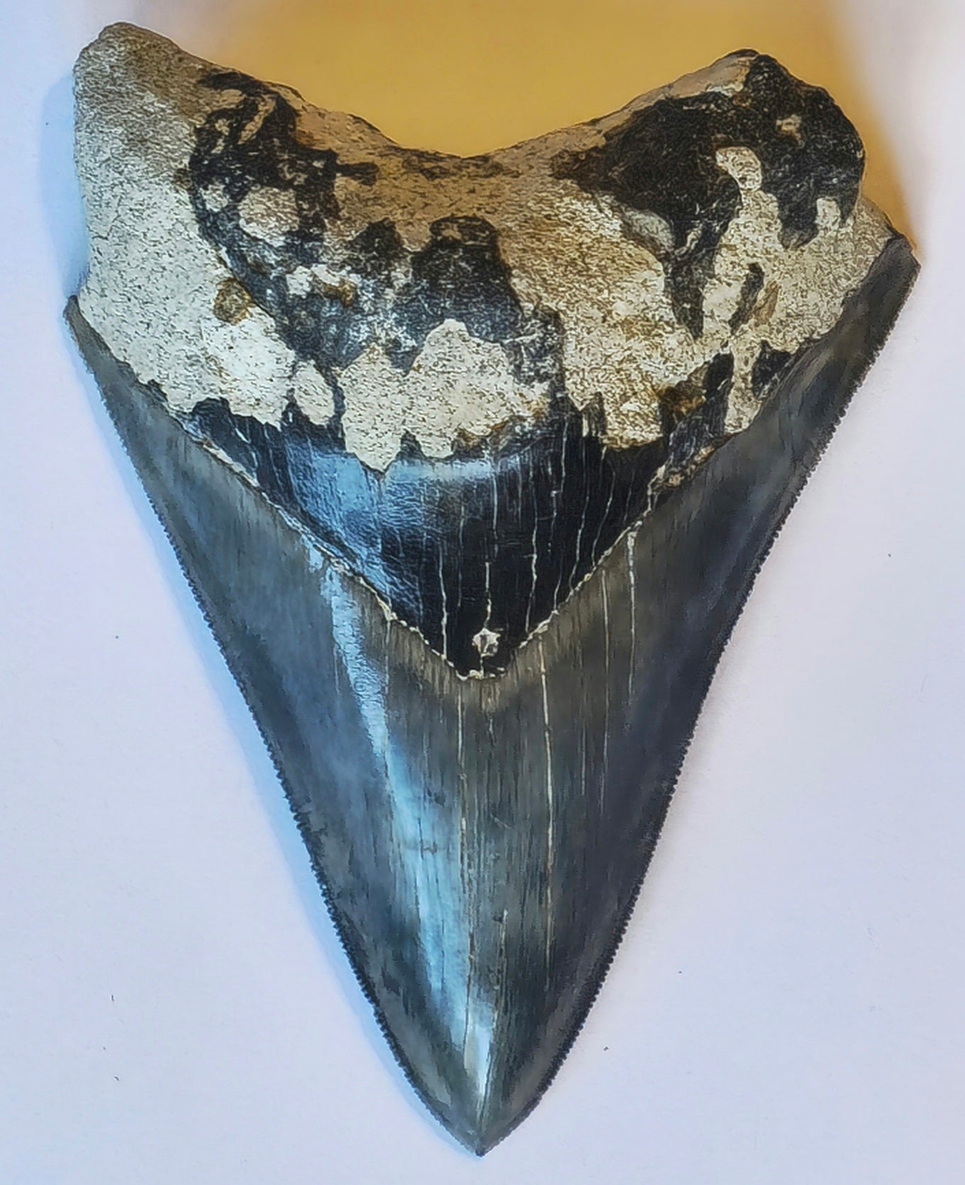4.18"' Jet Black Megalodon Tooth Fossil