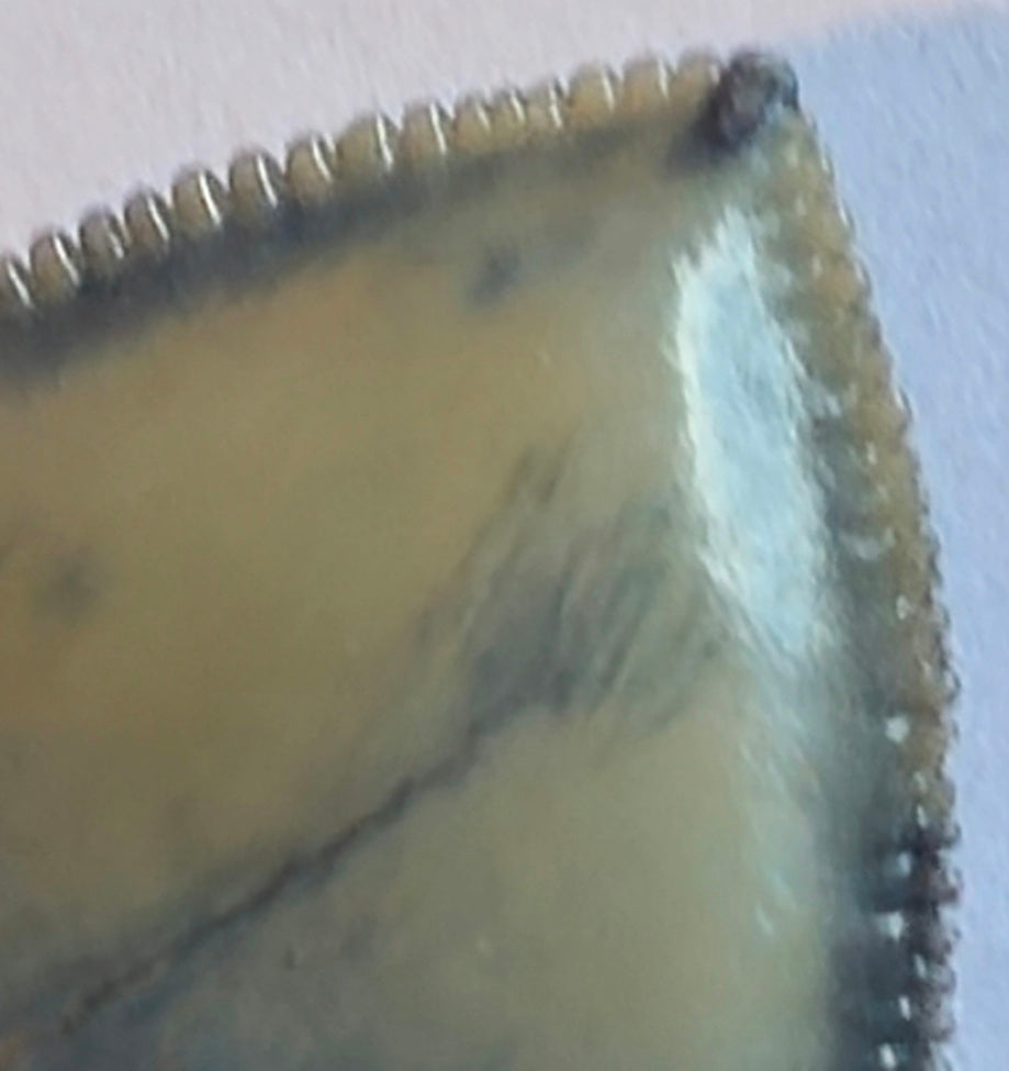 4.18"' Jet Black Megalodon Tooth Fossil