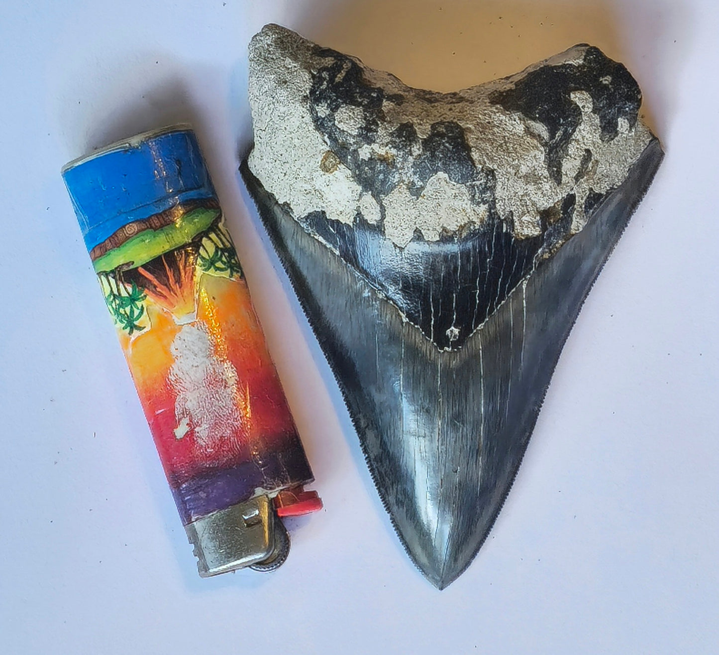 4.18"' Jet Black Megalodon Tooth Fossil