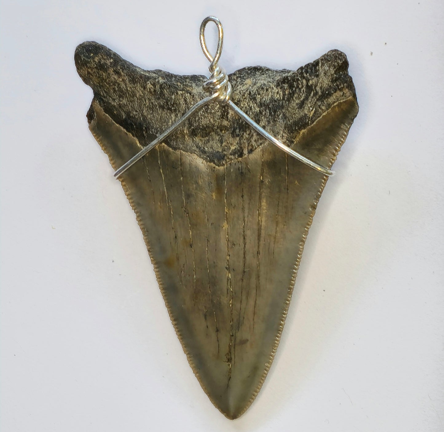 20" Hemp Necklace with Megalodon Fossil Pendant