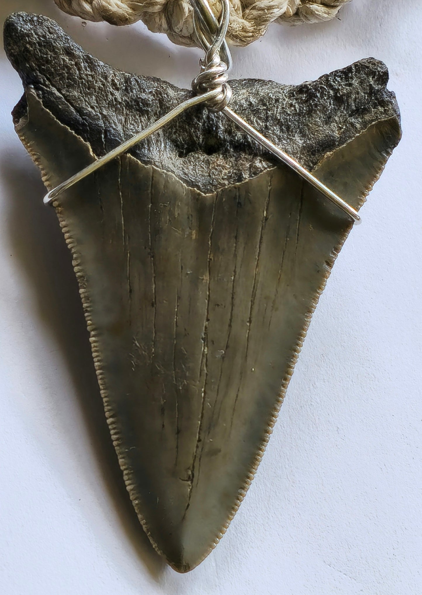 20" Hemp Necklace with Megalodon Fossil Pendant