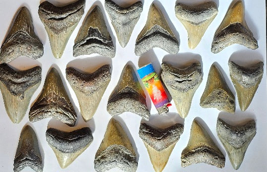 Lot of 20 Megalodon Teeth