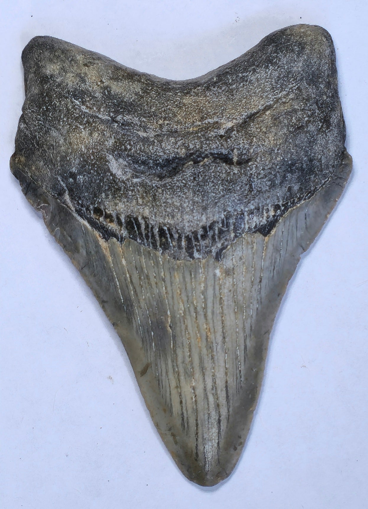 3.66” American Megalodon Fossil
