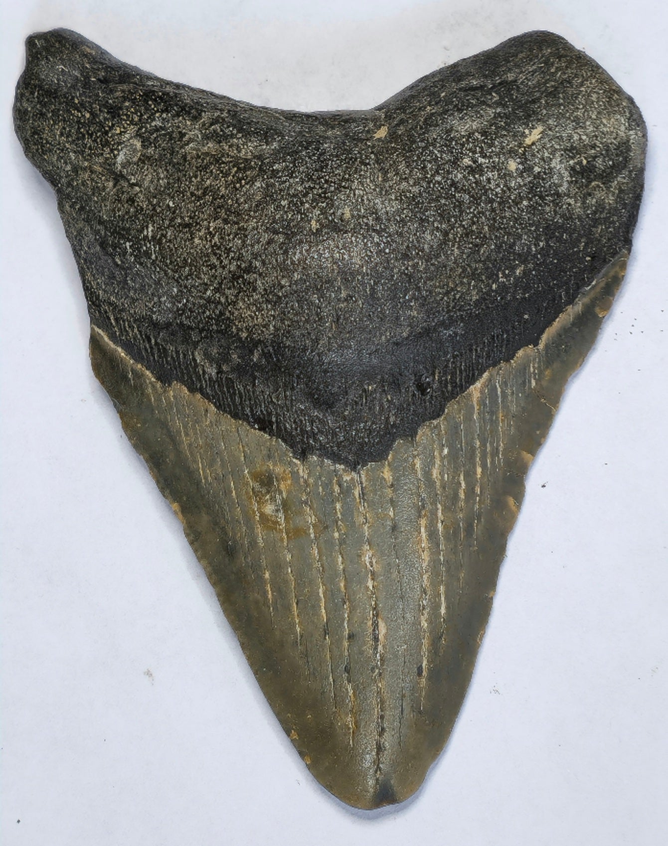 3.59” American Megalodon Fossil
