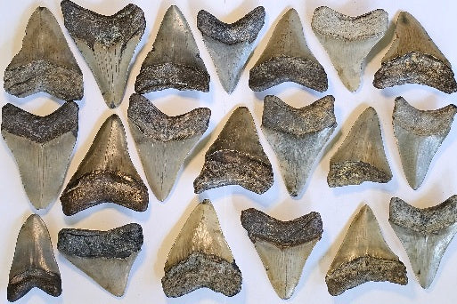 Lot of 20 Megalodon Teeth
