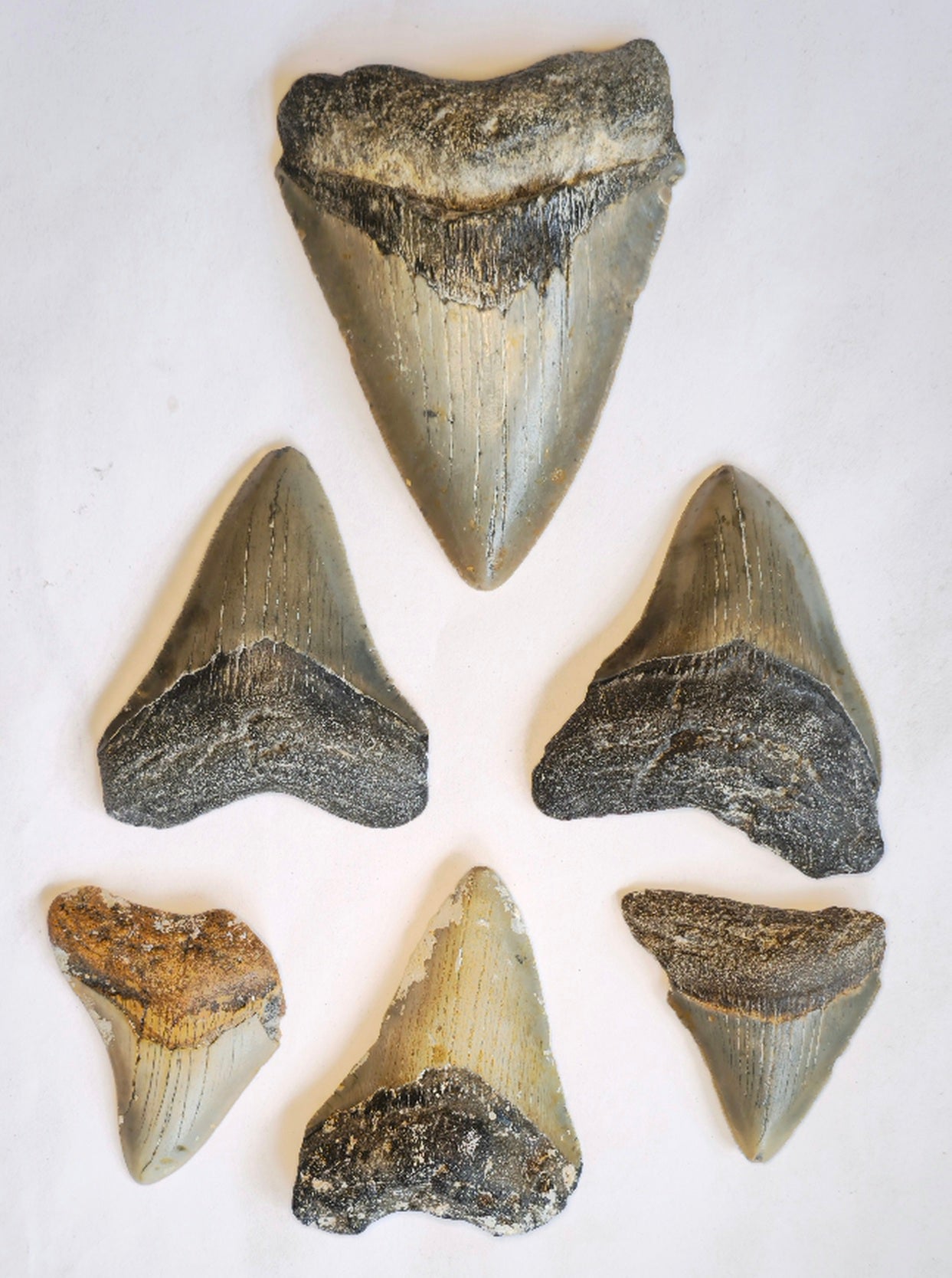 Curio Display with 6 Megalodon Collection