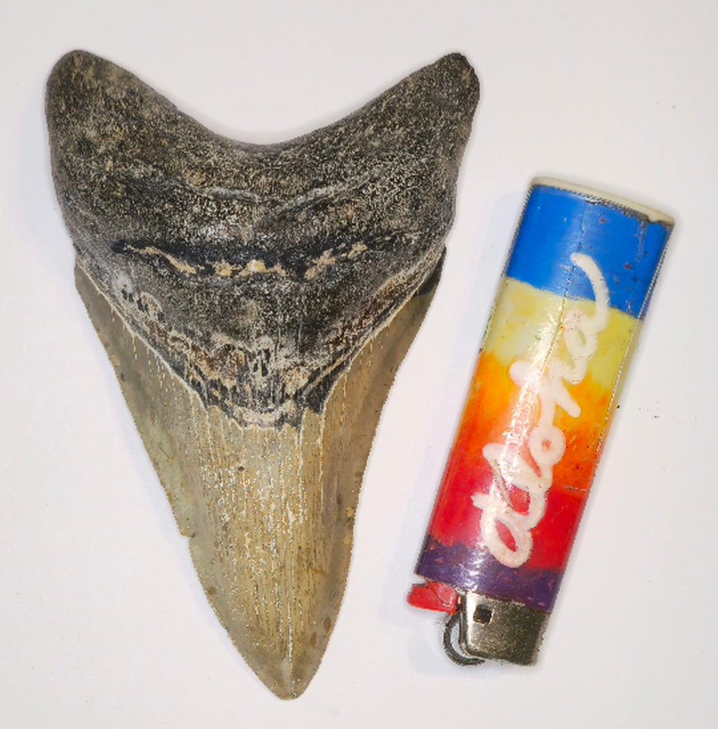 4.55" Megalodon tooth