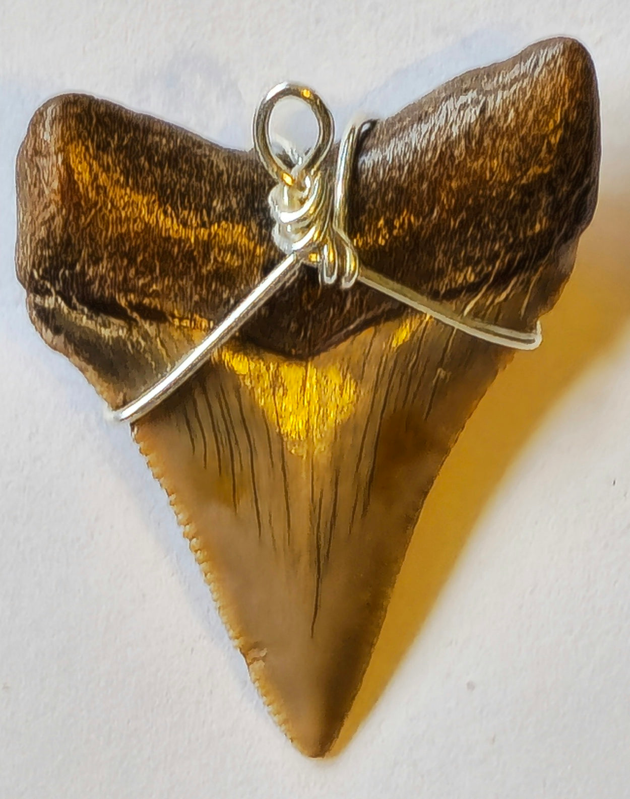 18" Hemp Necklace with Chubutensis Fossil Pendant