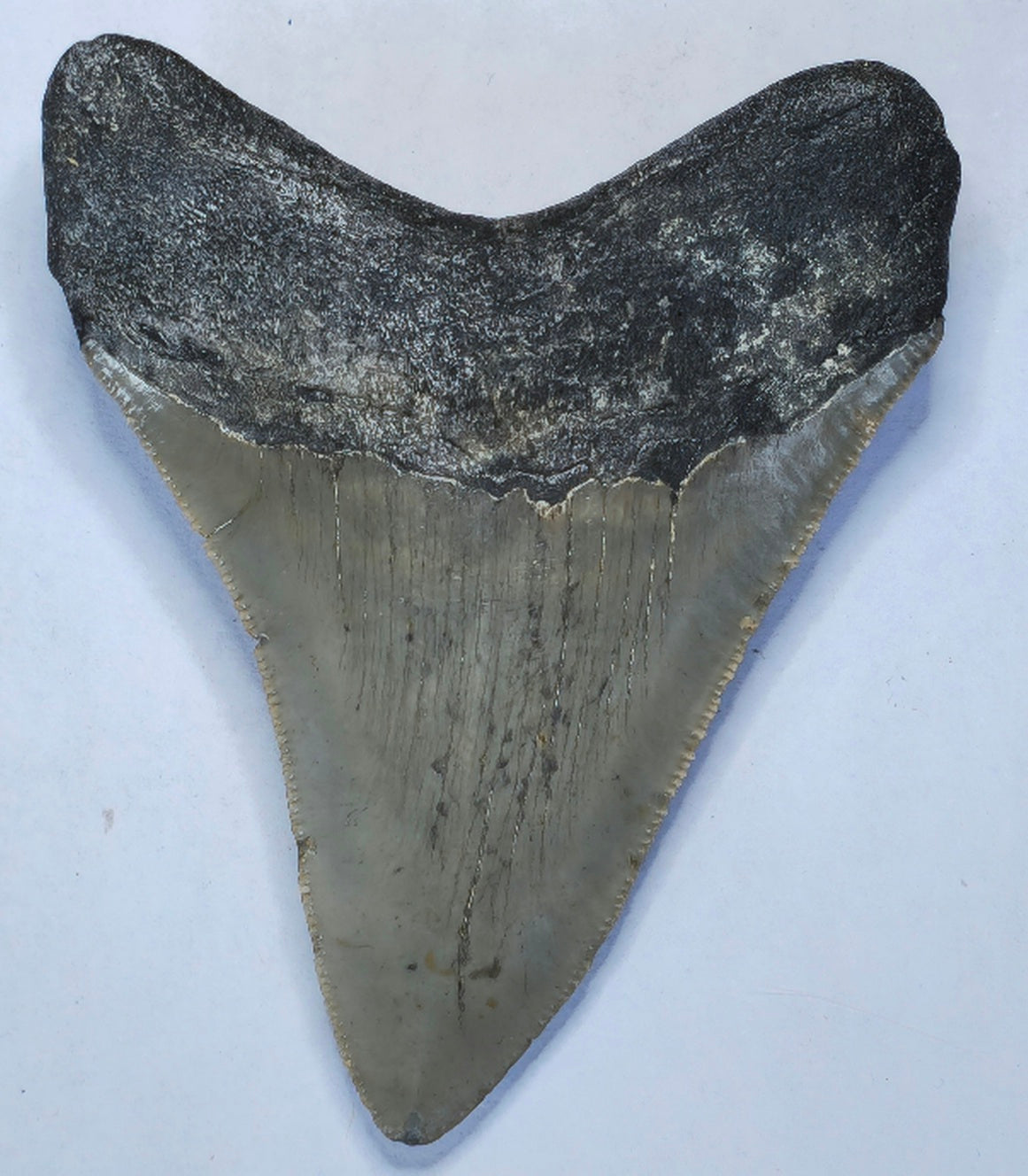 3.42” American Megalodon Fossil