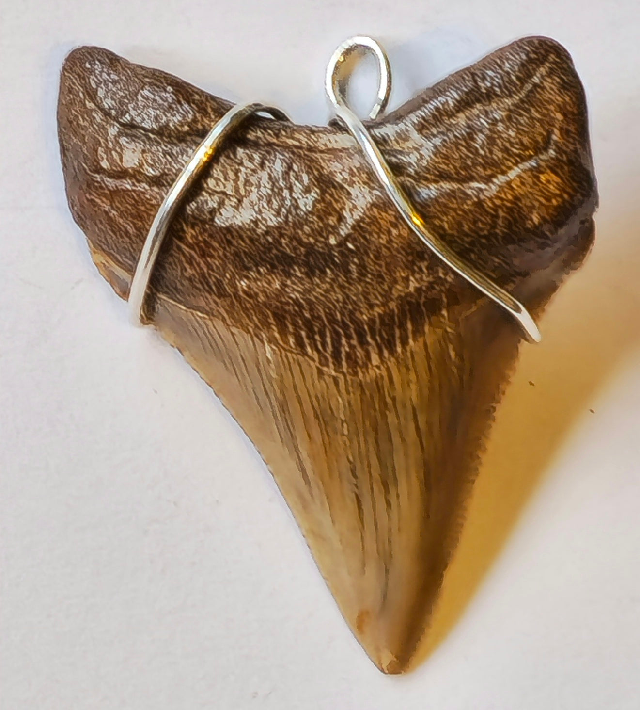 18" Hemp Necklace with Chubutensis Fossil Pendant