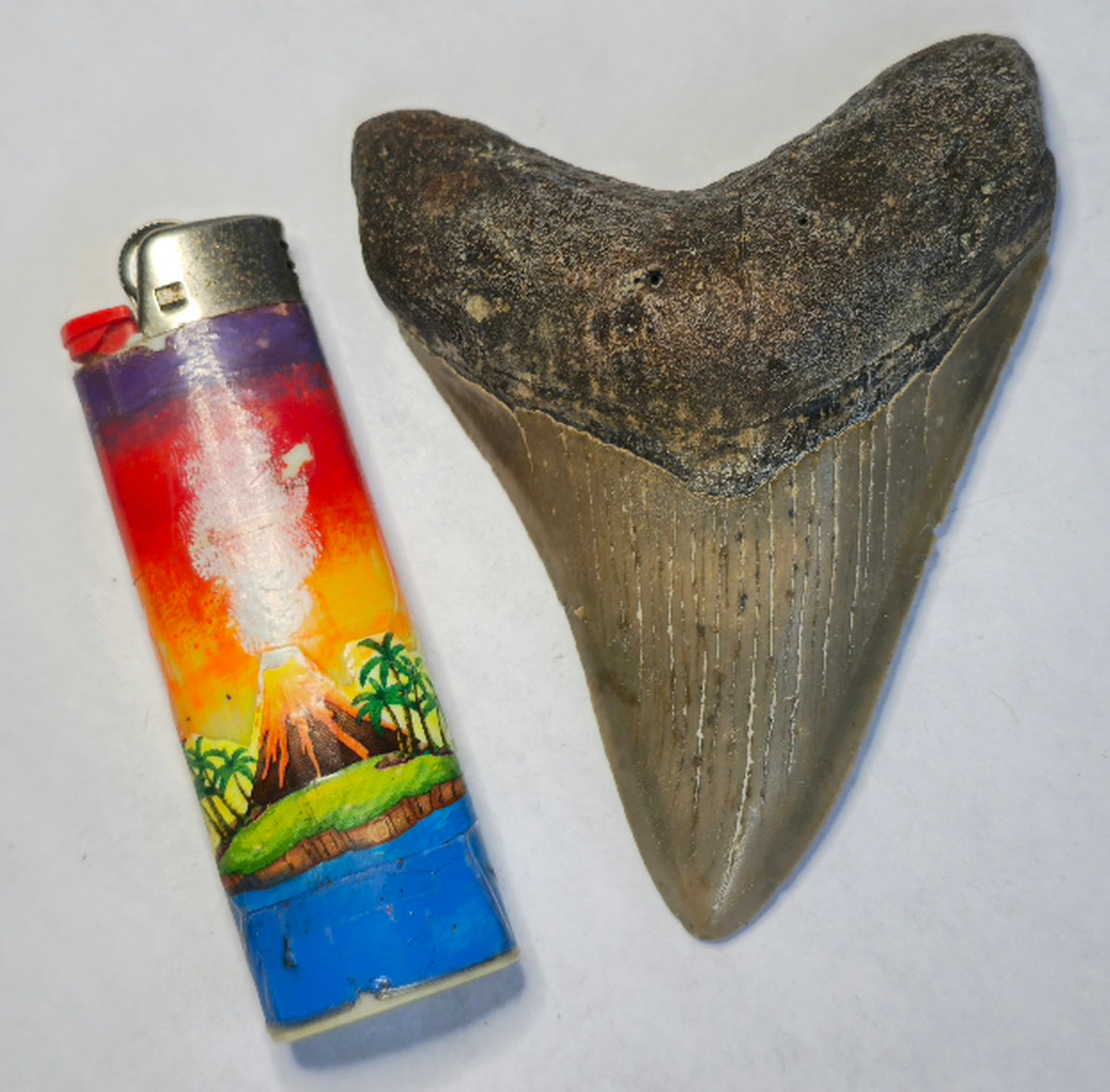 3.84” American Megalodon Fossil
