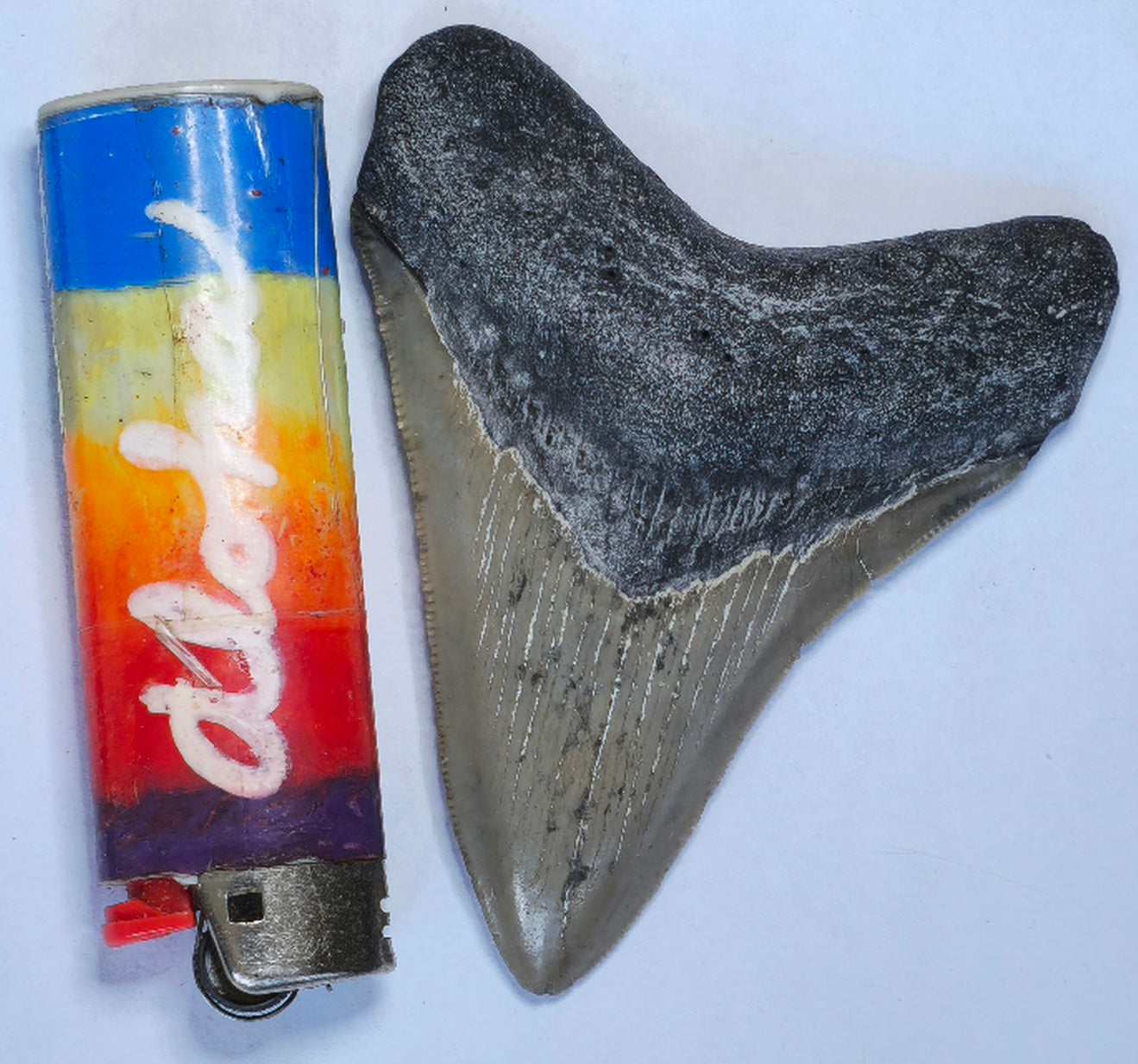 3.42” American Megalodon Fossil
