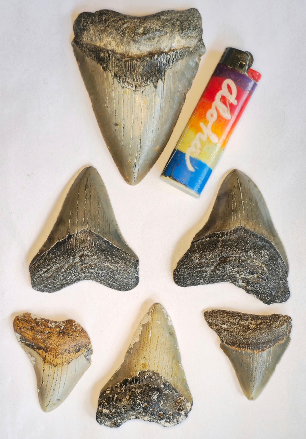 Curio Display with 6 Megalodon Collection