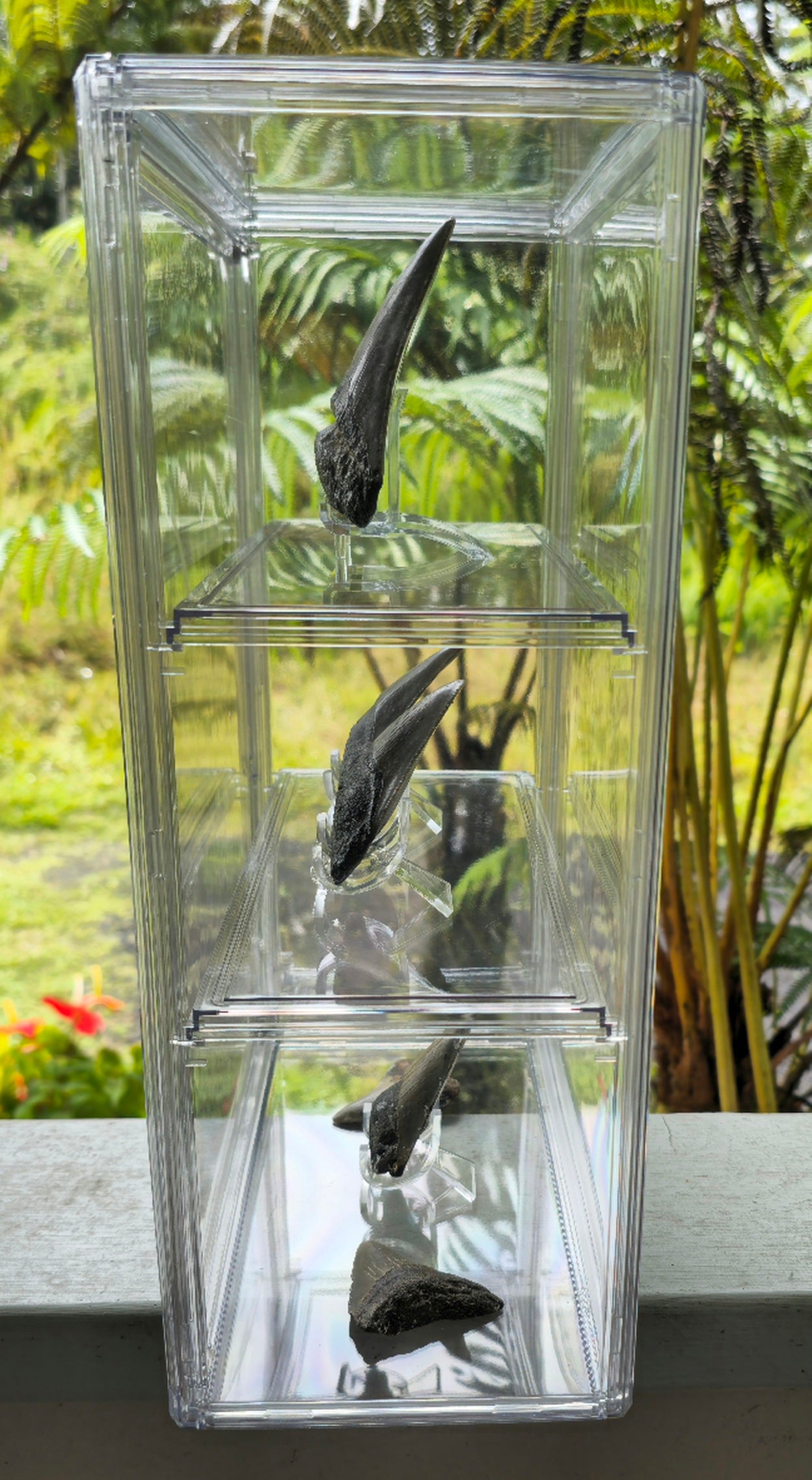 Curio Display with 6 Megalodon Collection