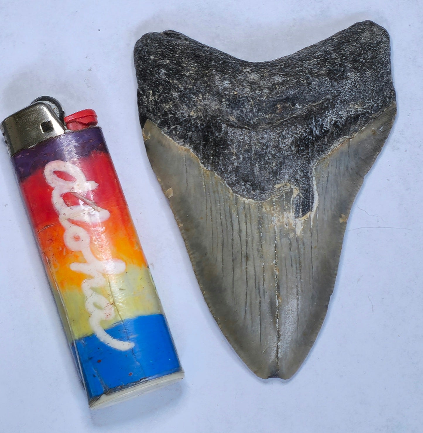 3.85” American Megalodon Fossil