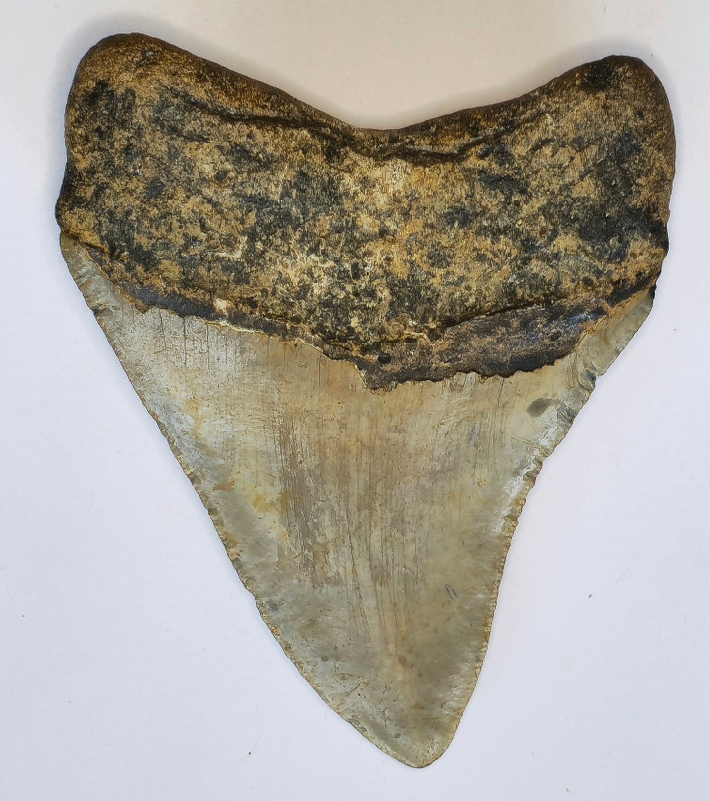 4.26” Megalodon Tooth
