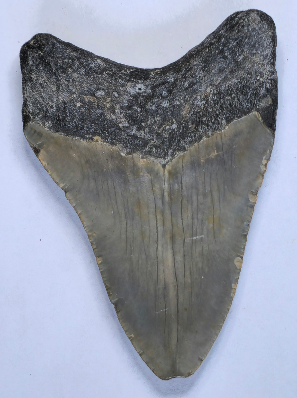 3.85” American Megalodon Fossil