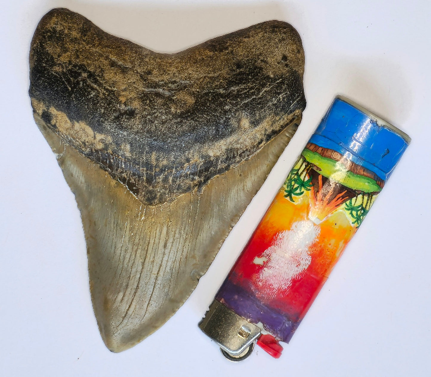 4.26” Megalodon Tooth