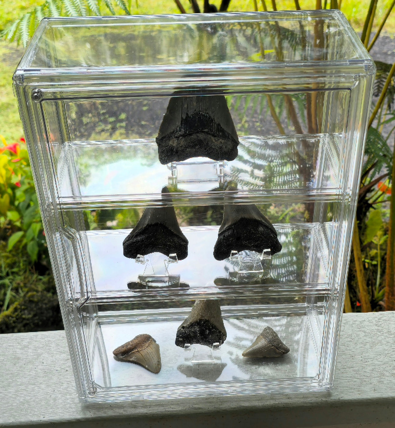 Curio Display with 6 Megalodon Collection