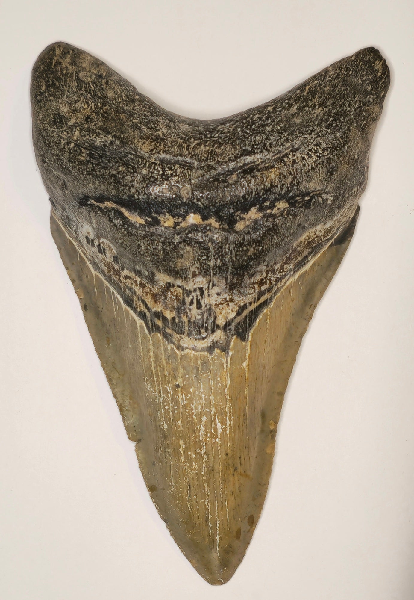 4.55" Megalodon tooth