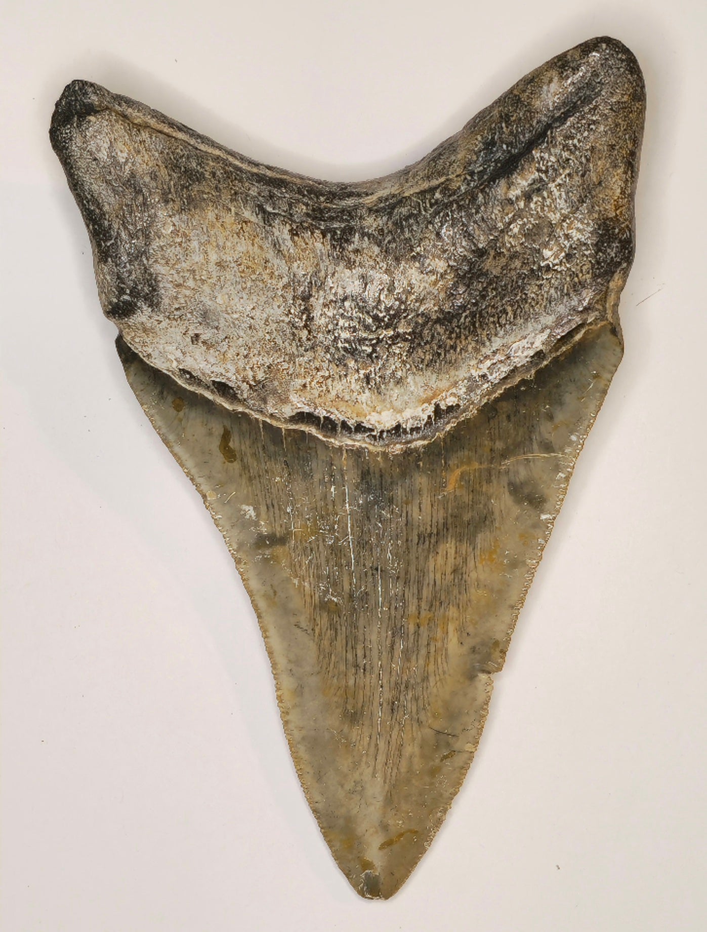 4.55" Megalodon tooth