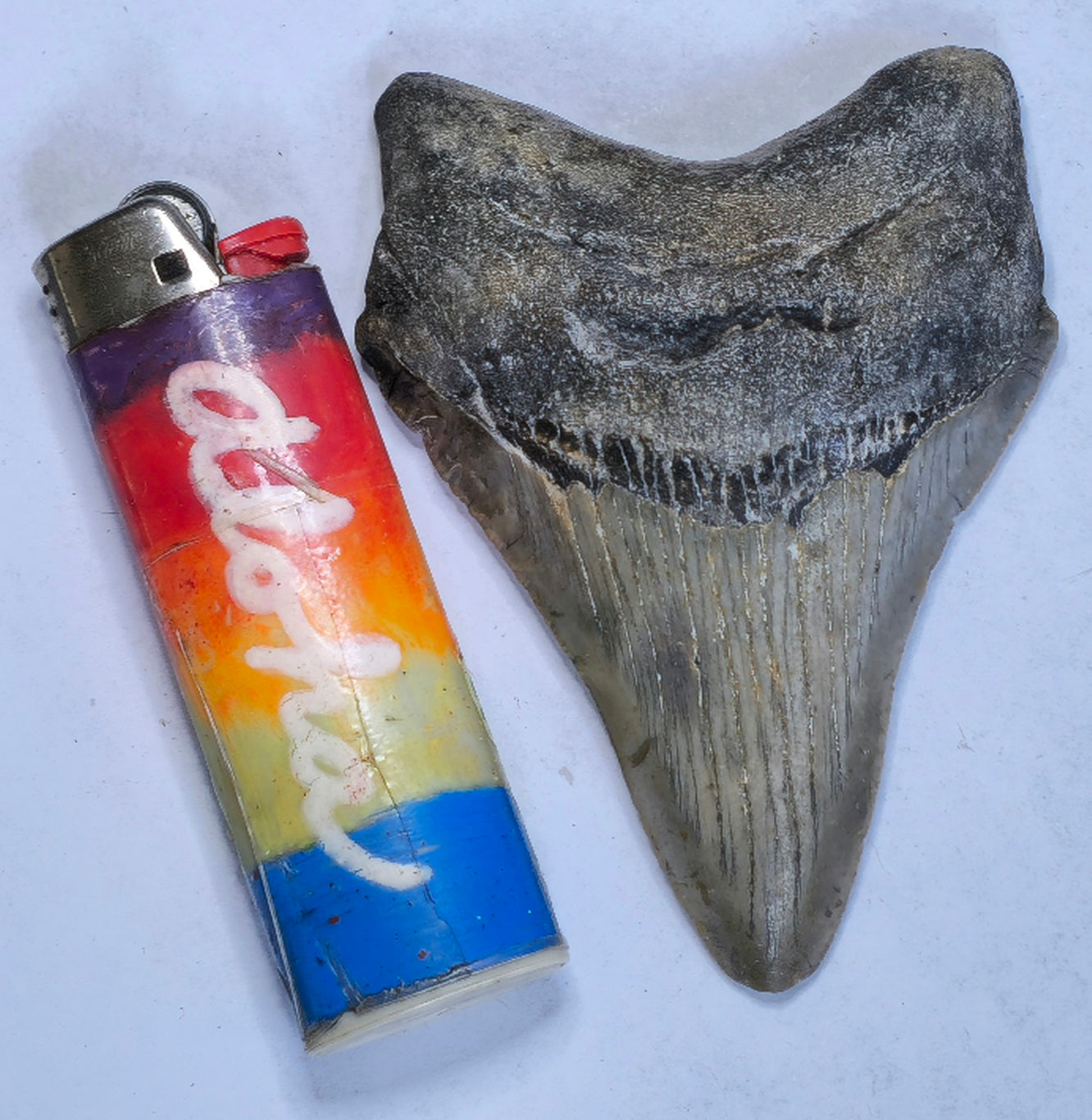 3.66” American Megalodon Fossil