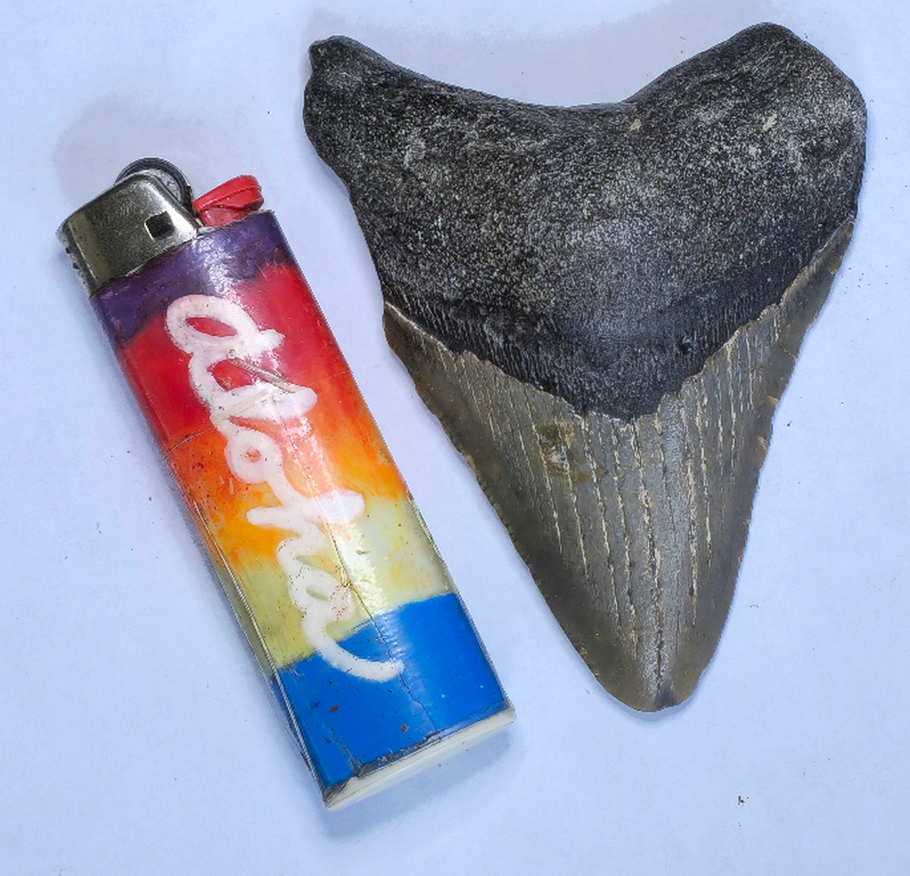 3.59” American Megalodon Fossil