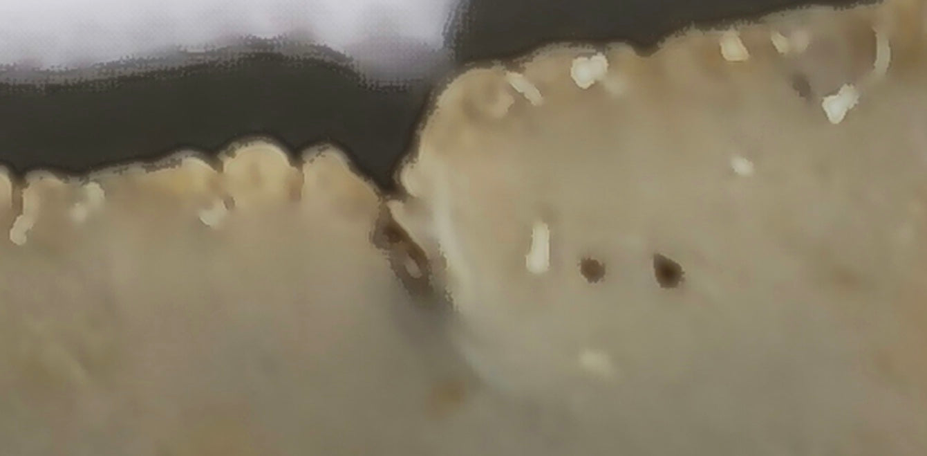 4.55" Megalodon tooth