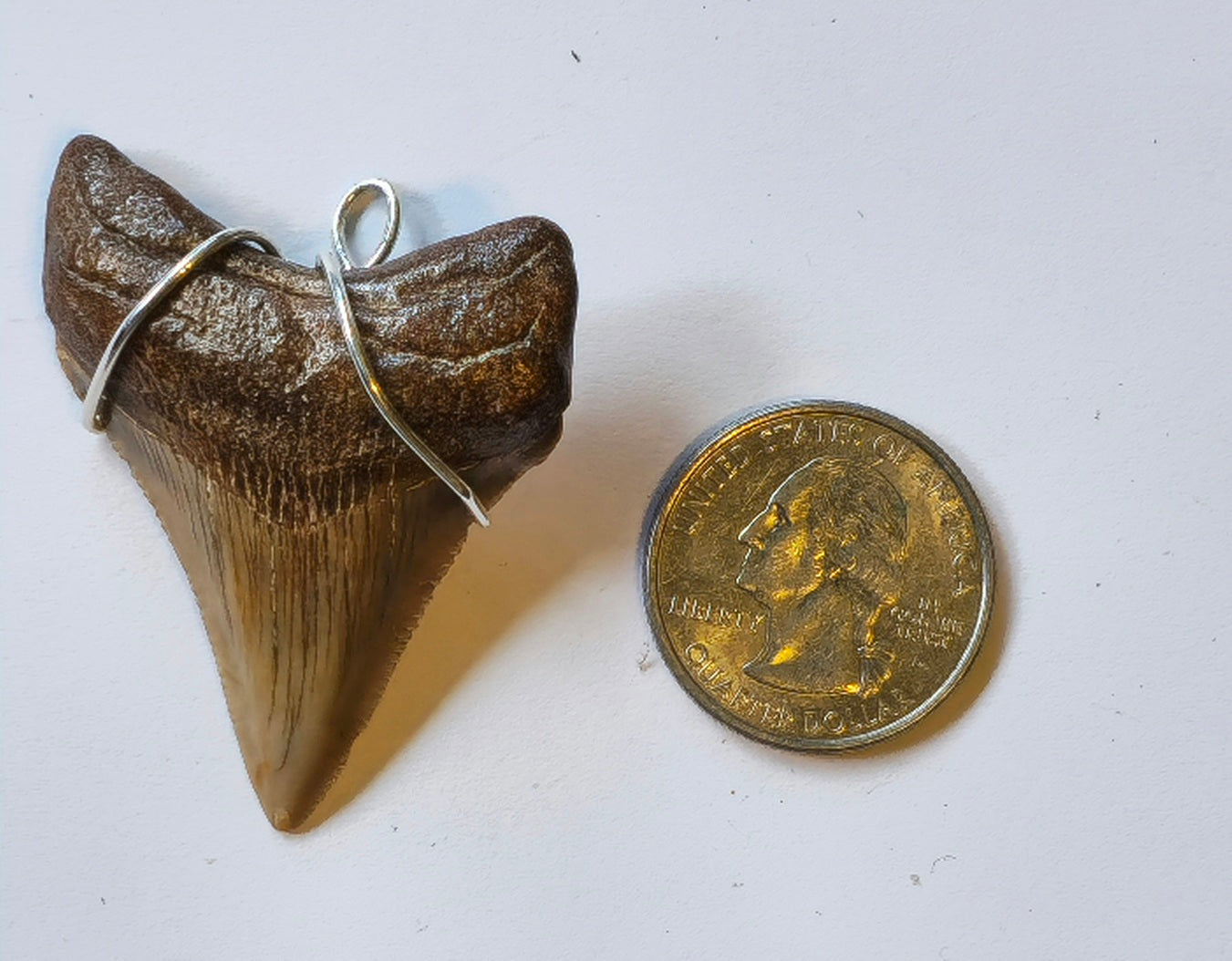 18" Hemp Necklace with Chubutensis Fossil Pendant