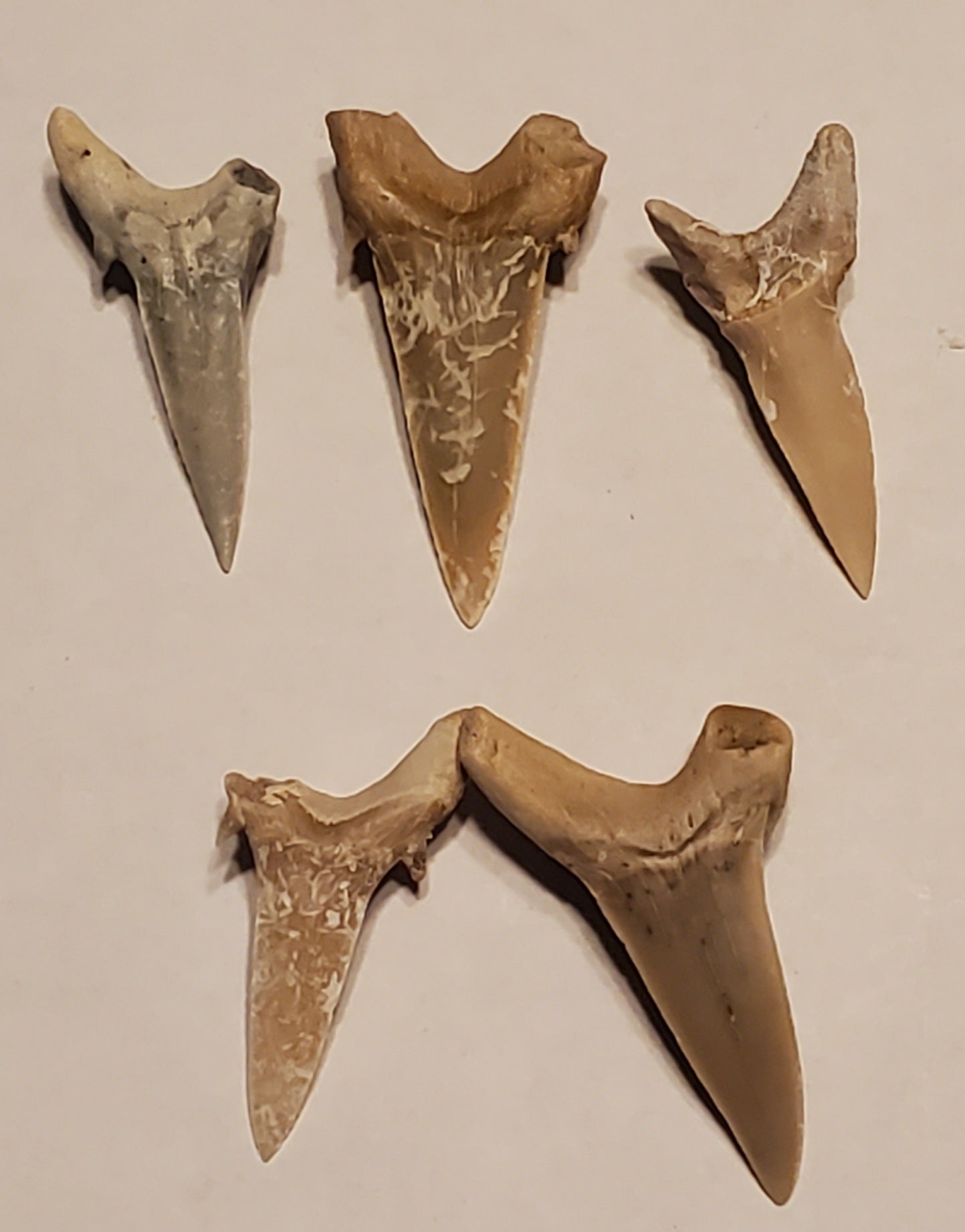 5 Xiphodolamia Serrata Sharks Tooth Lot