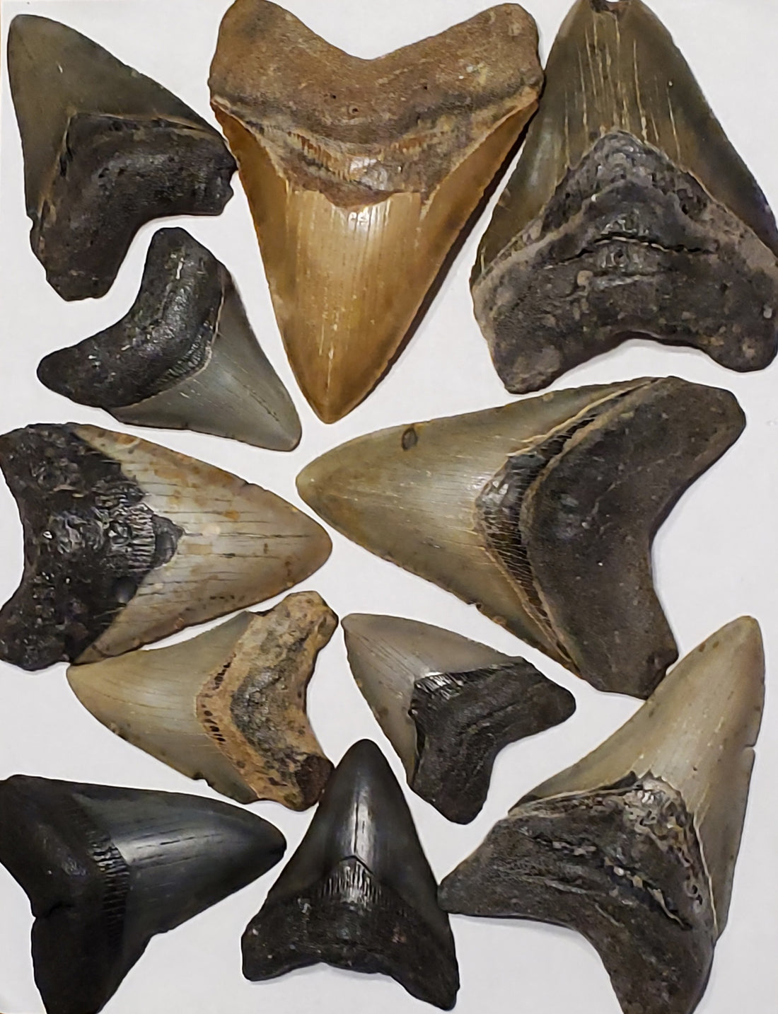 Megalodon Teeth Pricing