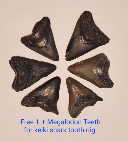 Megalodon Teeth For Christmas 2022