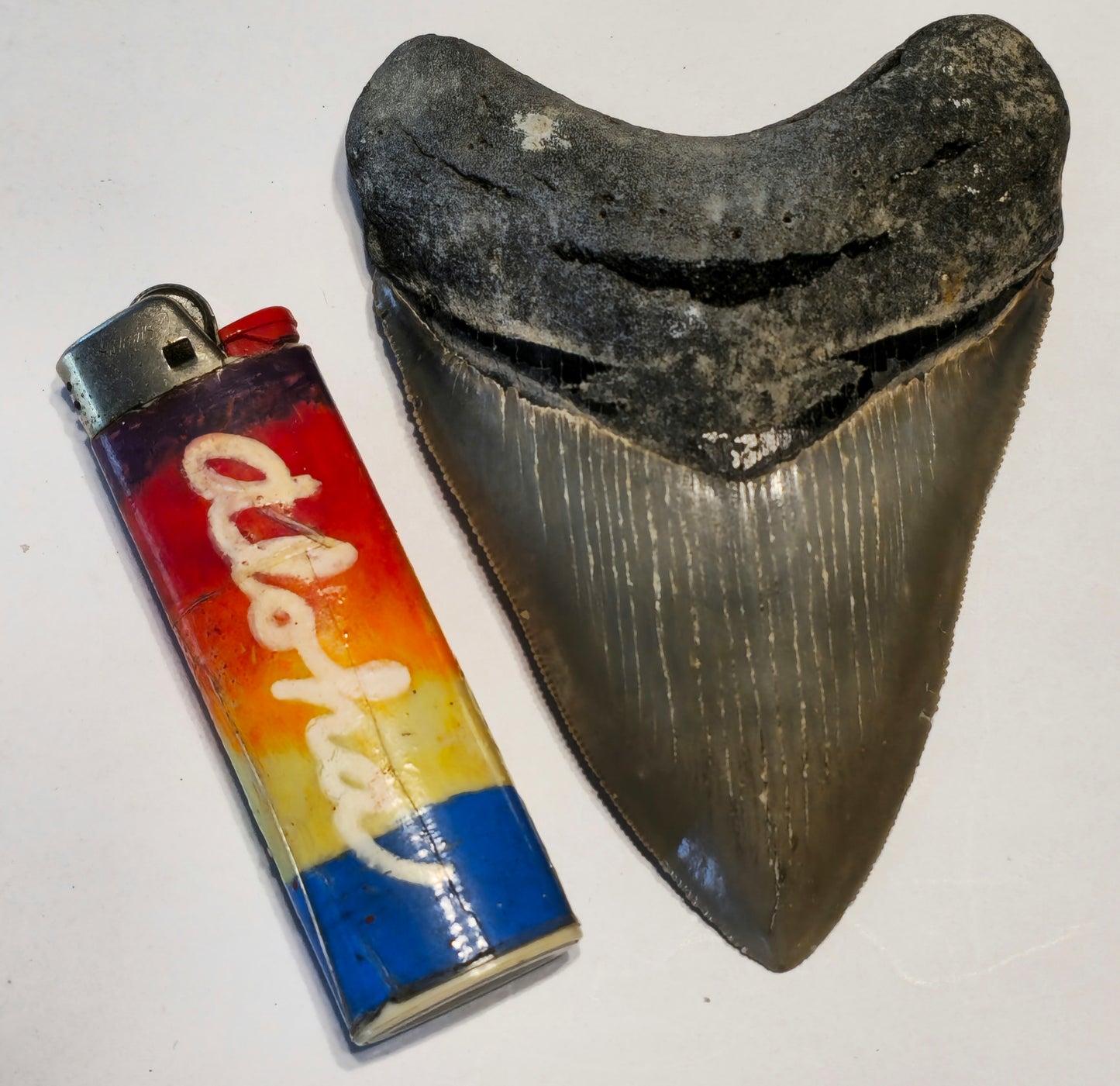 4.25" Megalodon Tooth