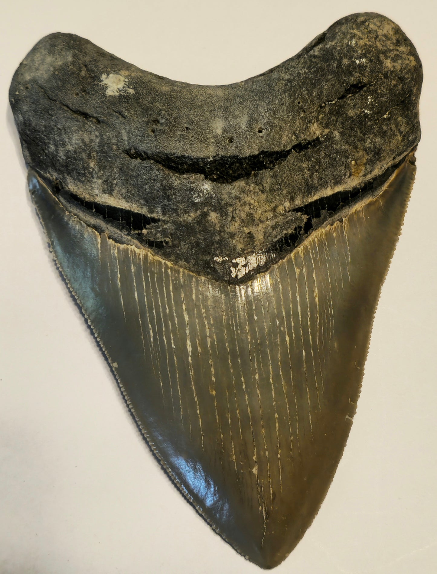 4.25" Megalodon Tooth