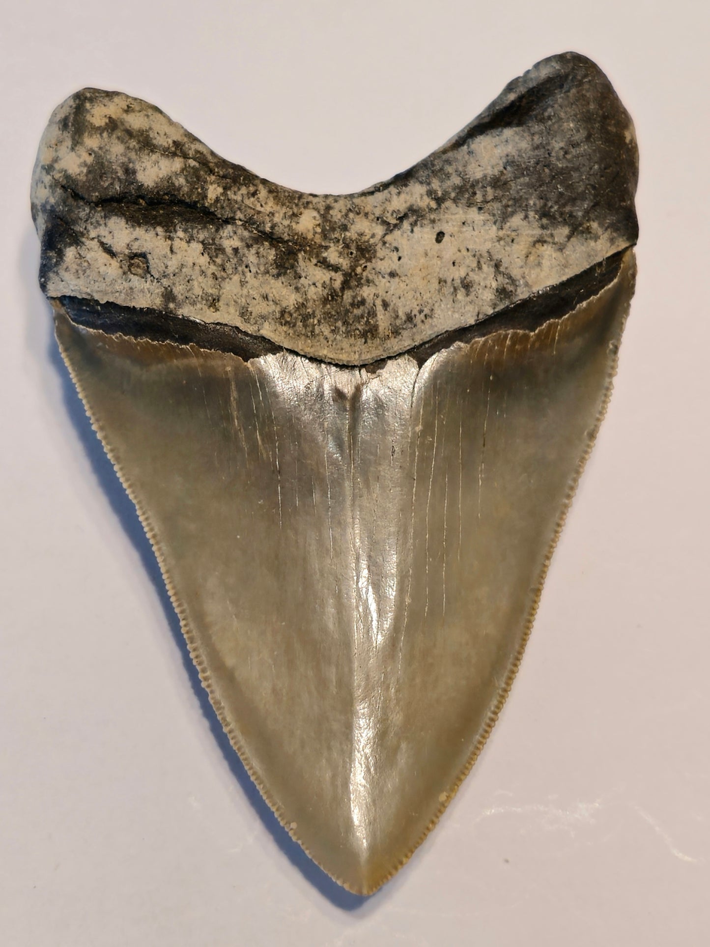 4.25" Megalodon Tooth