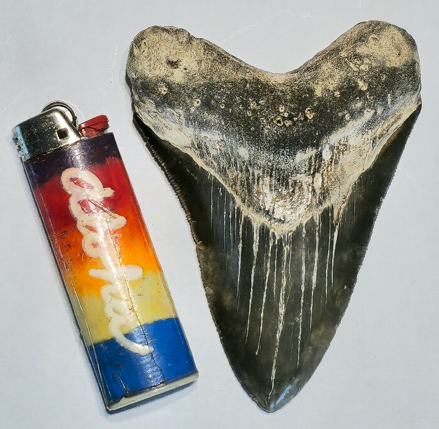 4.32” Megalodon Tooth