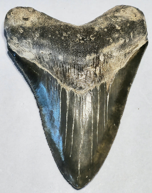 4.32” Megalodon Tooth