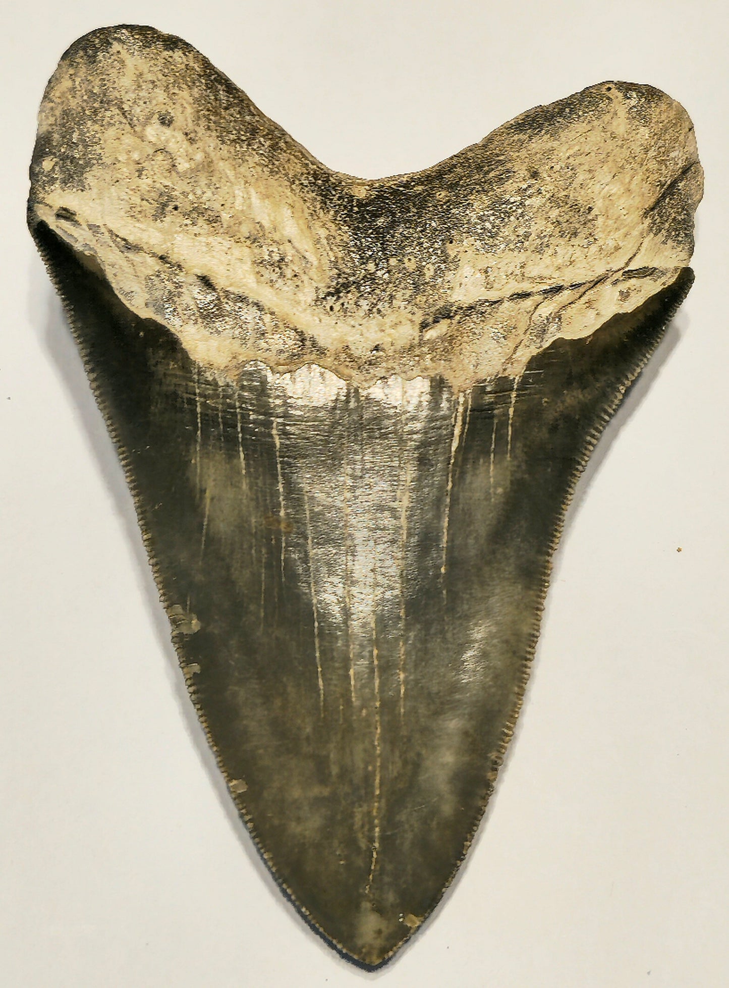 4.32” Megalodon Tooth