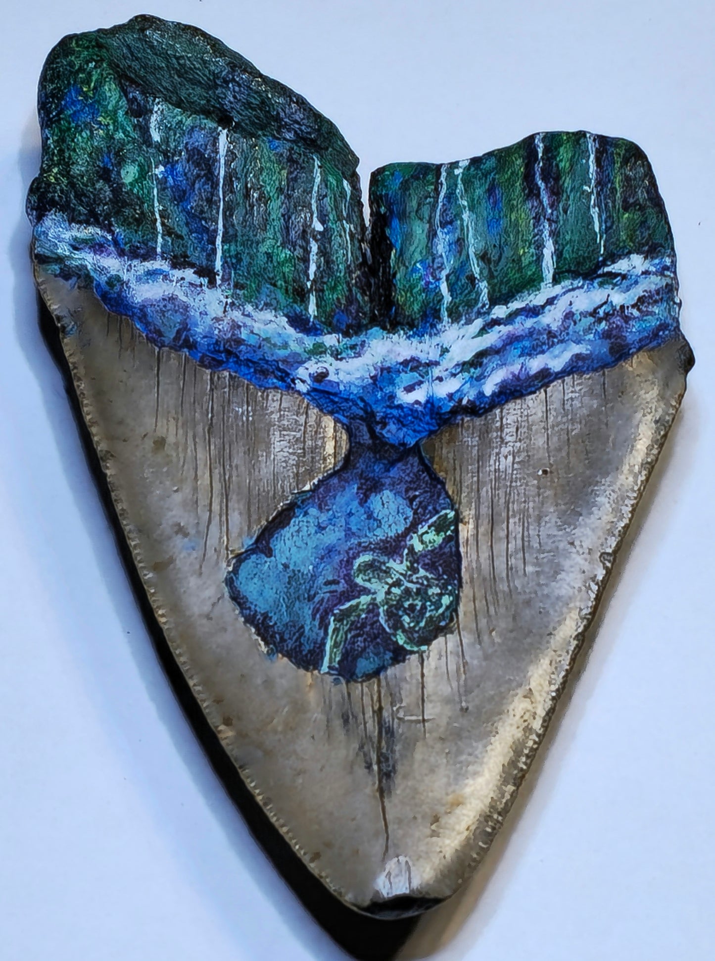 4.50" Oil Painted Megalodon tooth