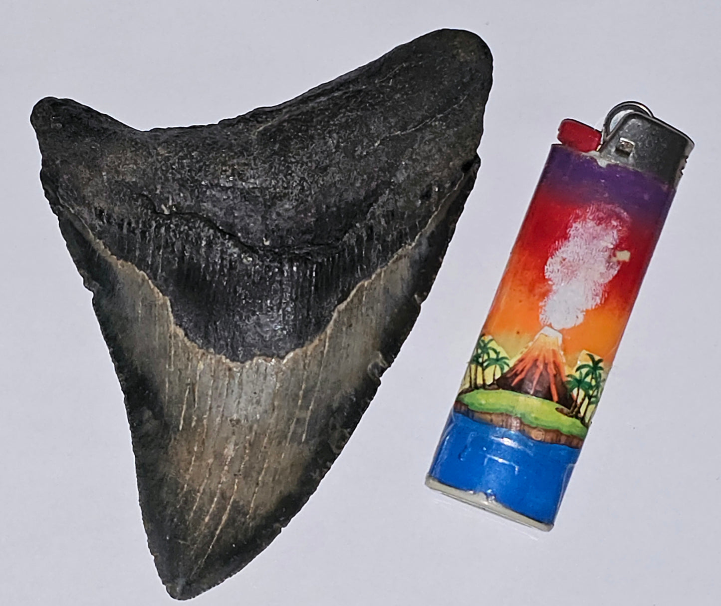 4.83” Megalodon Tooth