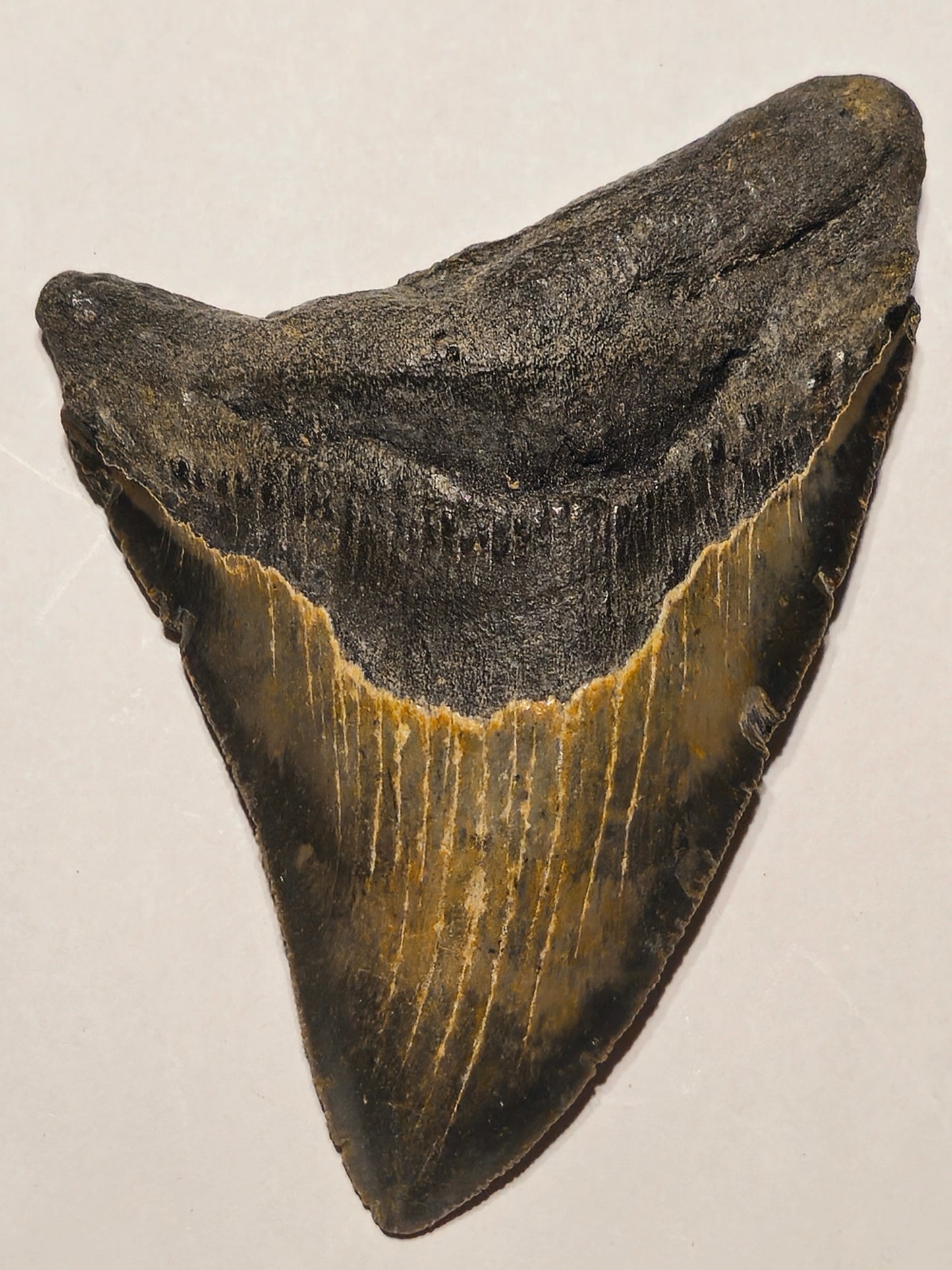 4.83” Megalodon Tooth