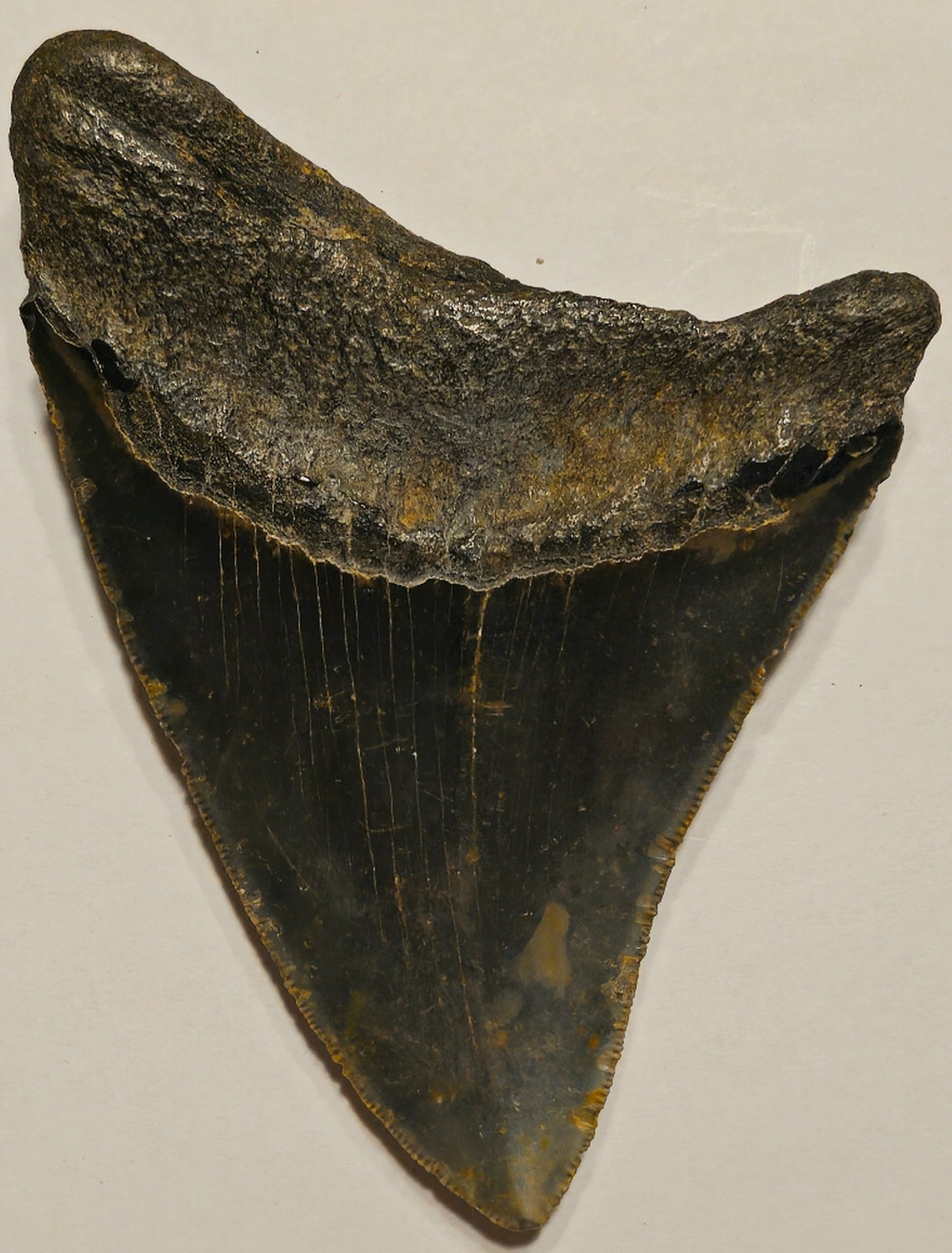 4.83” Megalodon Tooth