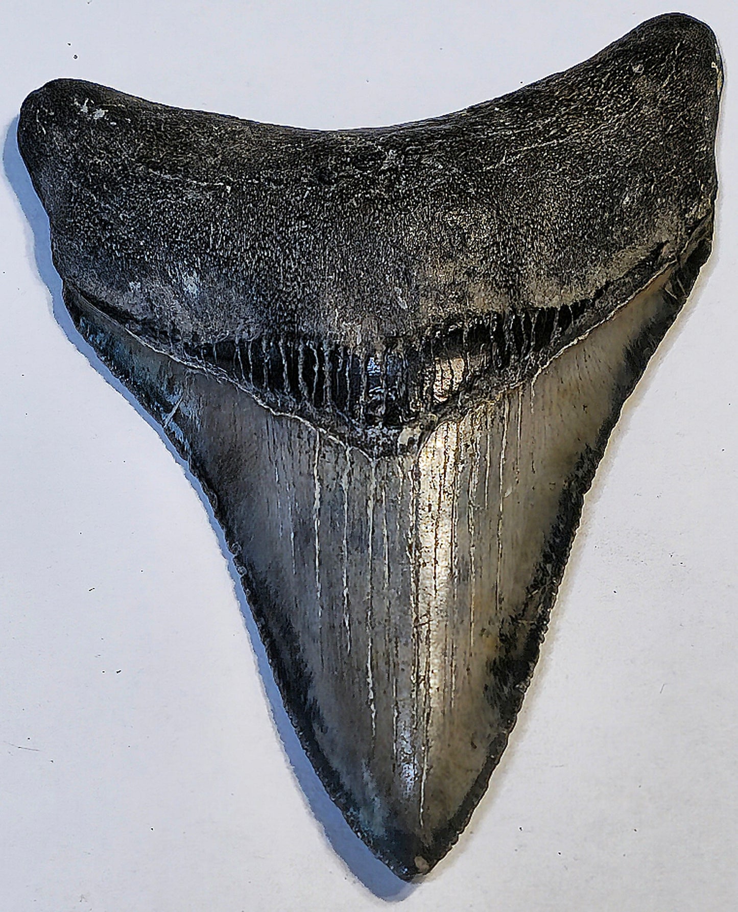 3.60” Megalodon Tooth