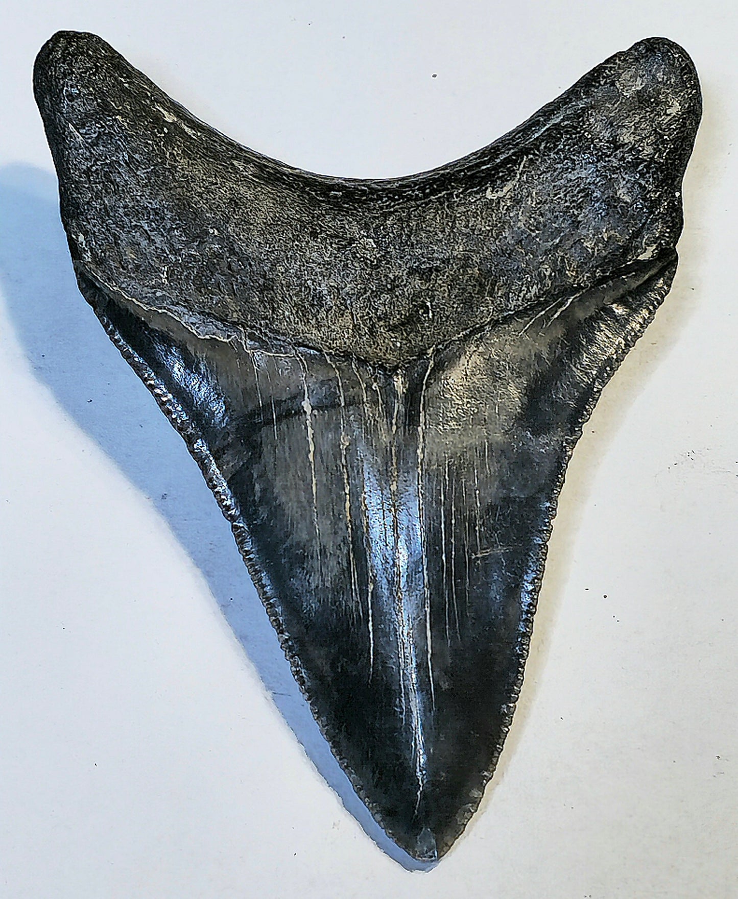 3.60” Megalodon Tooth