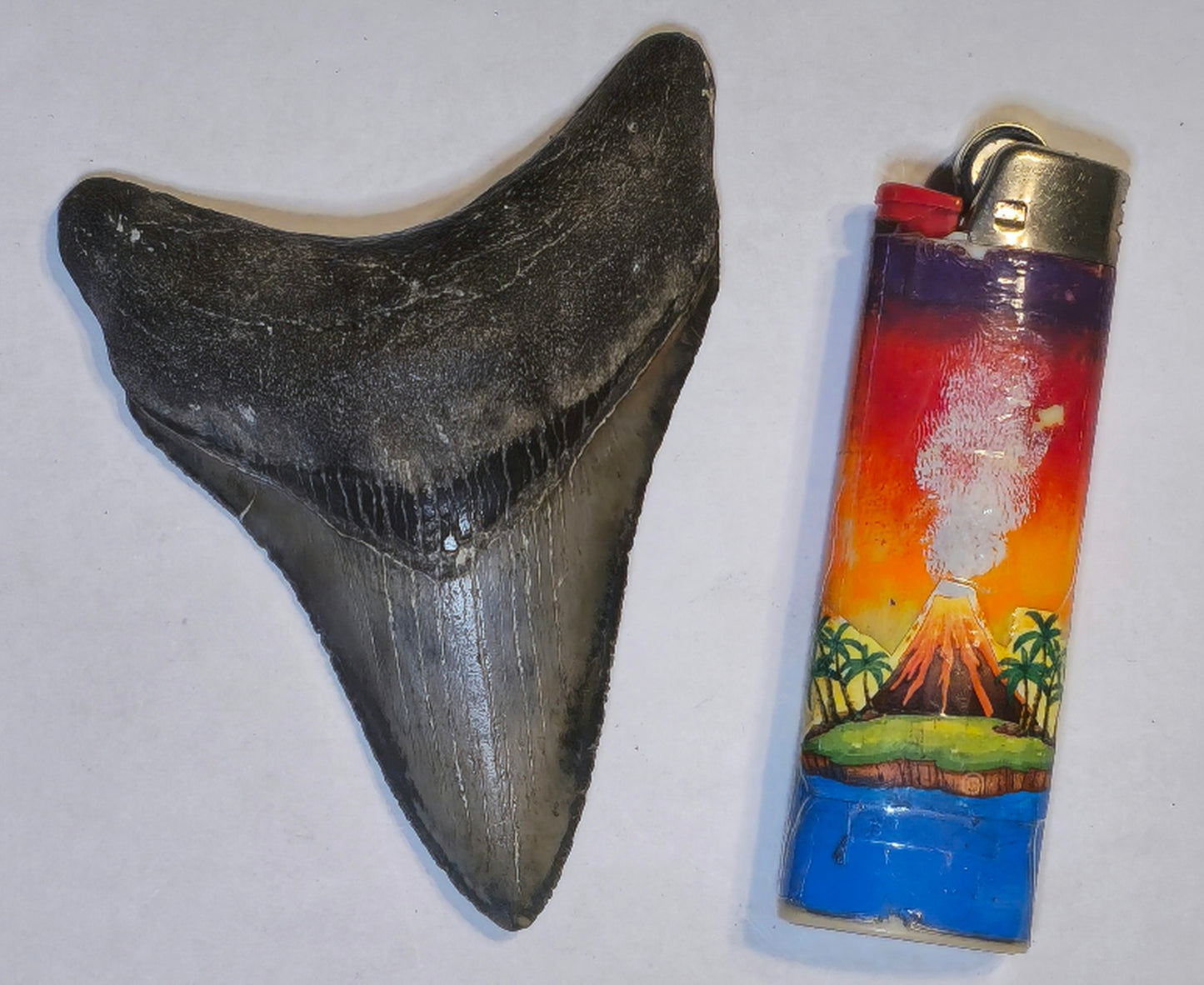 3.60” Megalodon Tooth