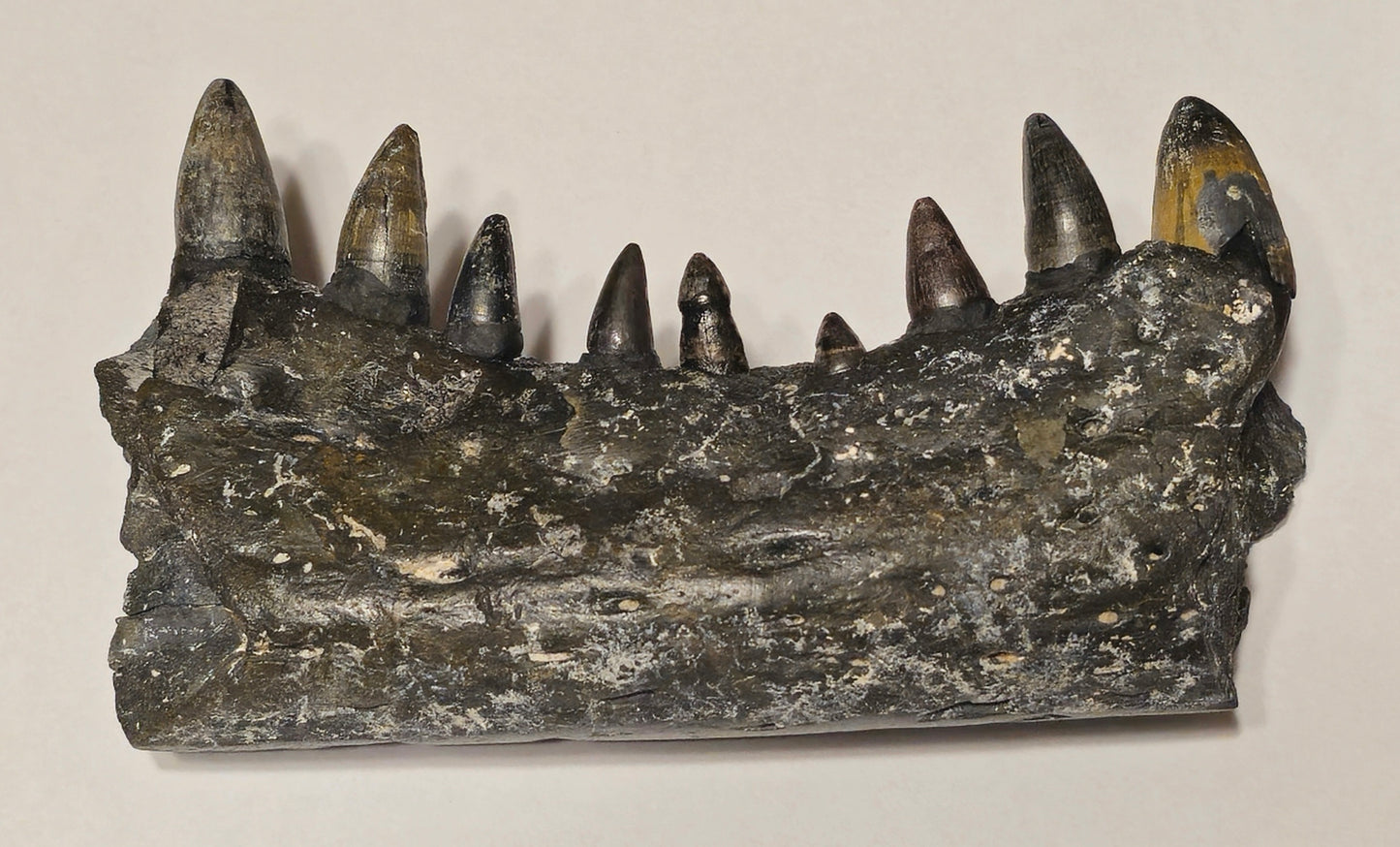 Fossilized Alligator Jaw Section