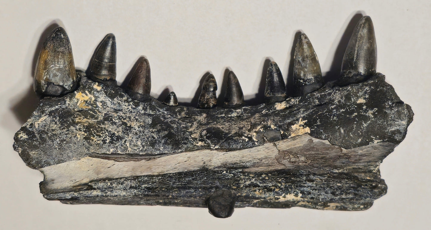 Fossilized Alligator Jaw Section