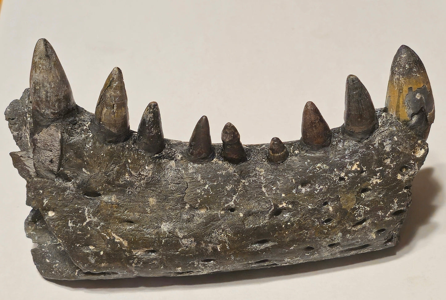 Fossilized Alligator Jaw Section