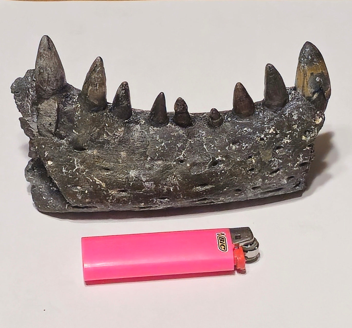 Fossilized Alligator Jaw Section