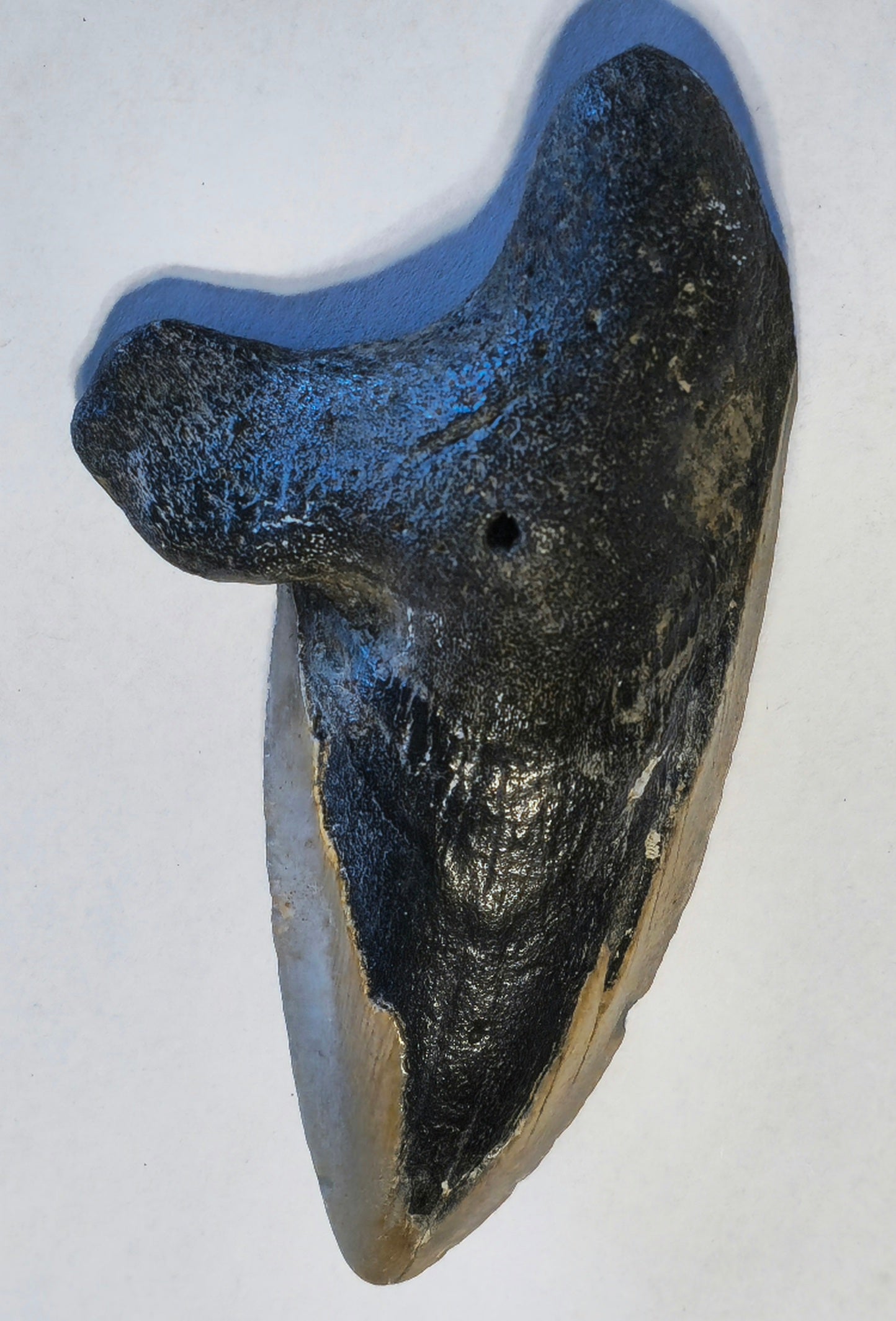 4.33" Pathalogical-Deformed Megalodon Tooth
